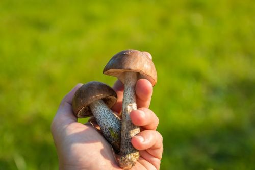 mushrooms forest the collection of