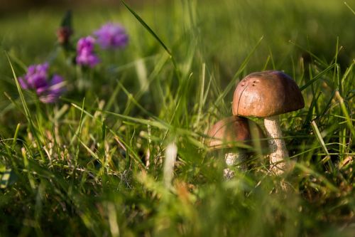 mushrooms forest the collection of