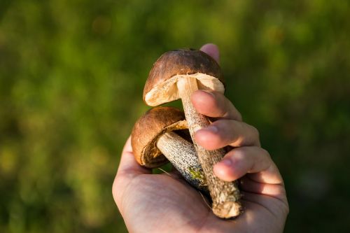 mushrooms forest the collection of