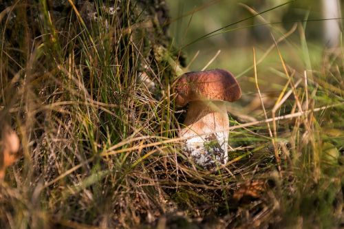 mushrooms forest the collection of