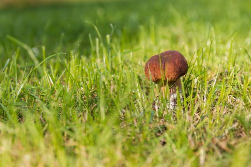 mushrooms forest the collection of