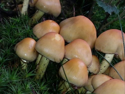 mushrooms autumn forest