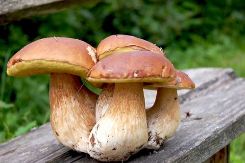 mushrooms white bench