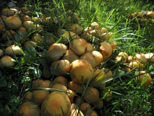 mushrooms yellow small