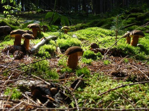 mushrooms chestnuts mushroom