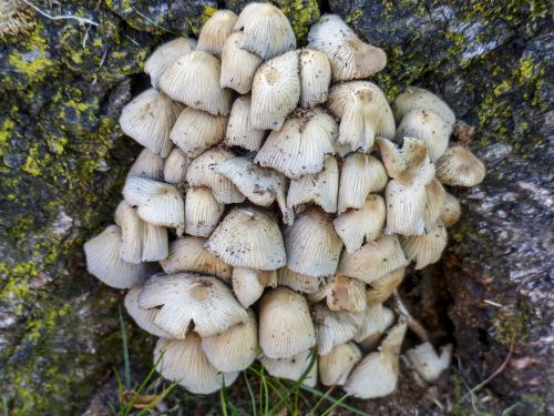 mushrooms cluster fungus