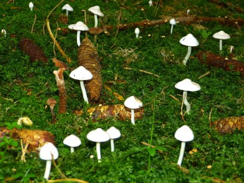 mushrooms white forest floor