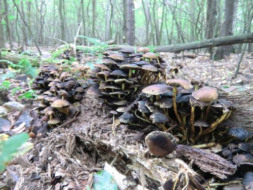 mushrooms tree fungi forest