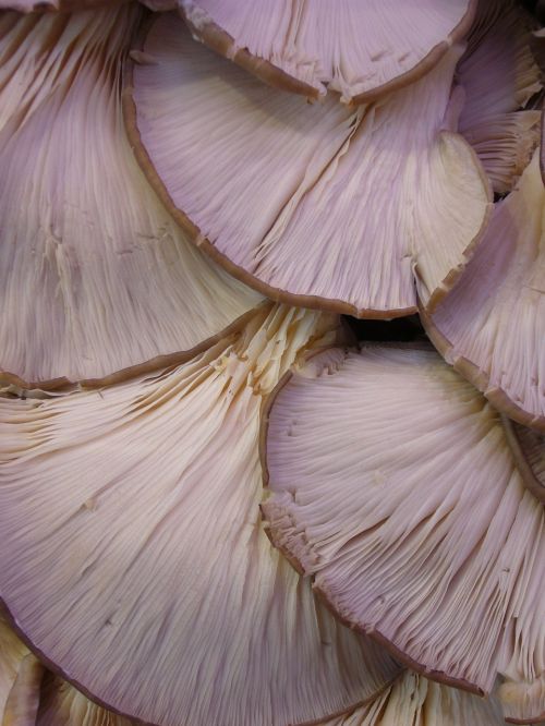 mushrooms oyster mushrooms food