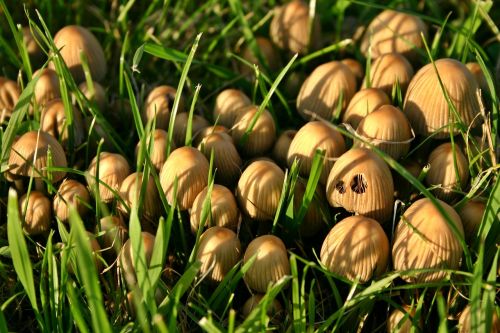 mushrooms nature meadow