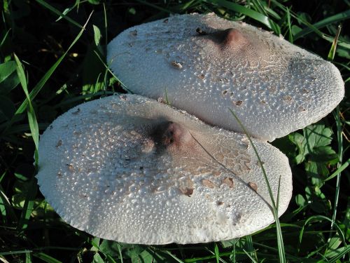mushrooms nature meadow