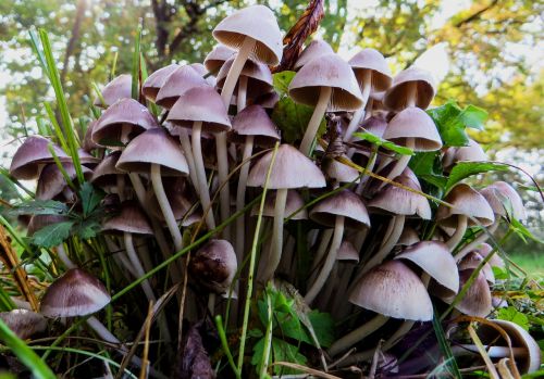 mushrooms nature autumn