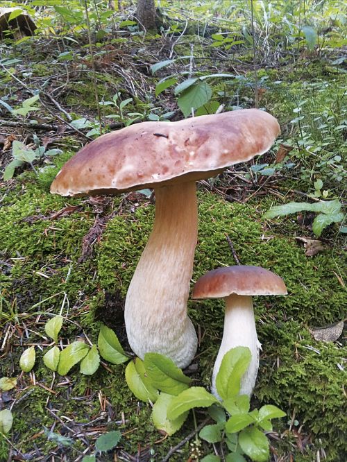 mushrooms nature boletus