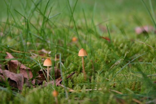 mushrooms green nature