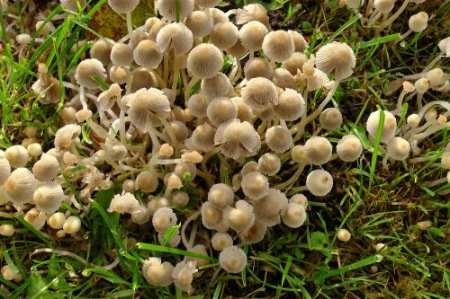 mushrooms meadow grass