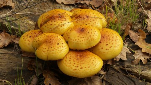 mushrooms log yellow