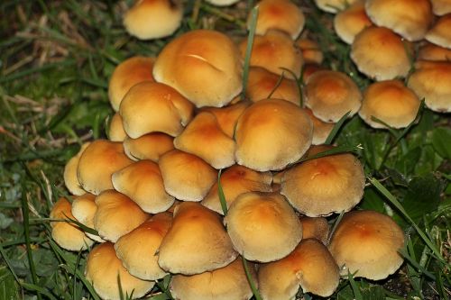 mushrooms meadow mushrooms autumn