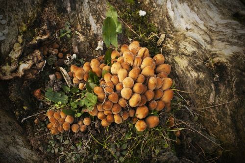 mushrooms forest autumn