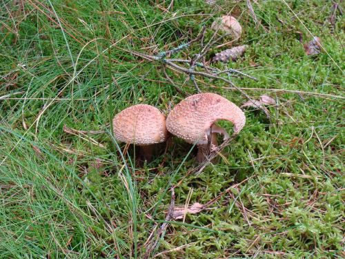 mushrooms flora forest