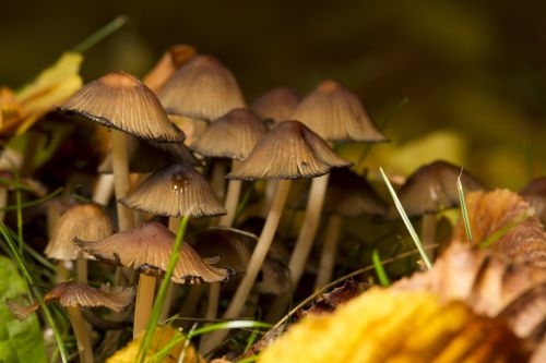 mushrooms nature spores