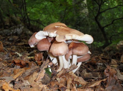 mushrooms autumn wood