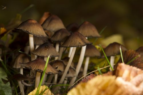 mushrooms forest autumn