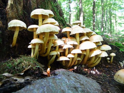 mushrooms forest forest floor