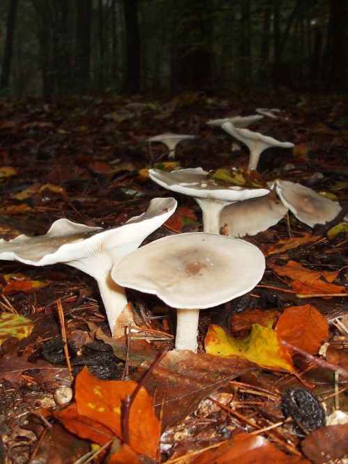 mushrooms hexenring autumn