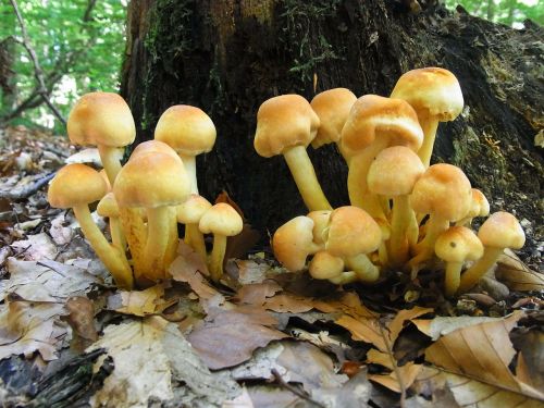 mushrooms forest plant