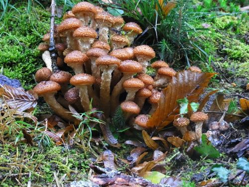 mushrooms nature forest