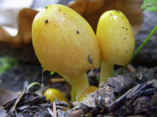 mushrooms nature plant