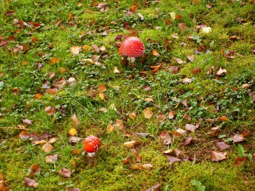 mushrooms fly agaric meadow