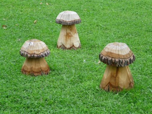 mushrooms wood meadow