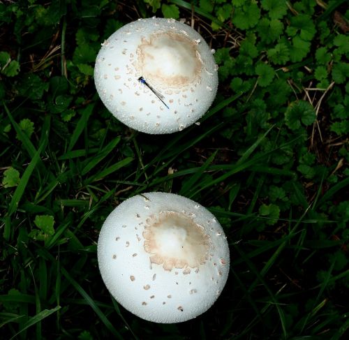 mushrooms fungus toadstool