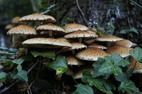 mushrooms forest flora