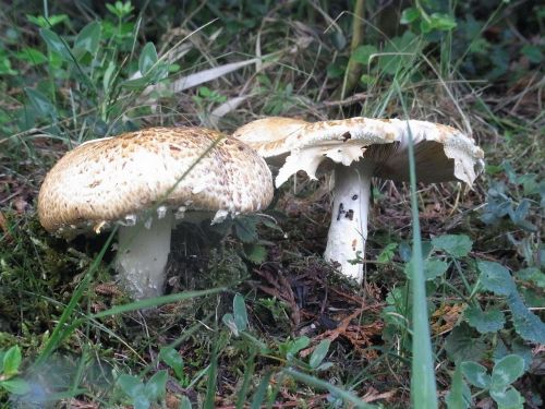 mushrooms plant nature