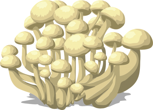 mushrooms white fungus