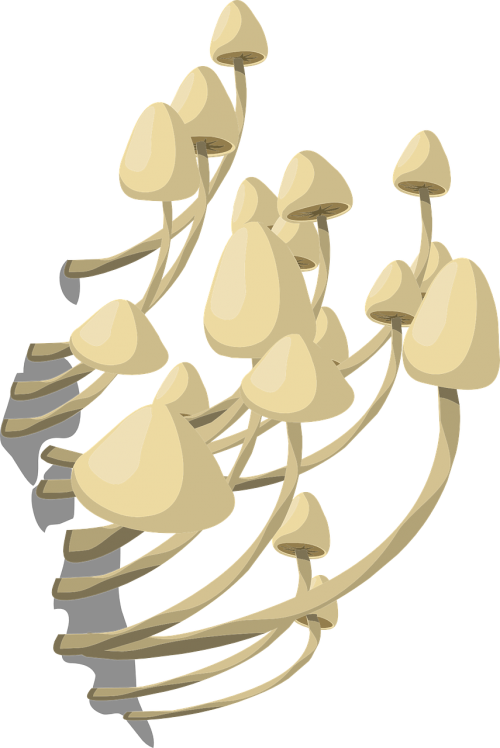 mushrooms white fungus