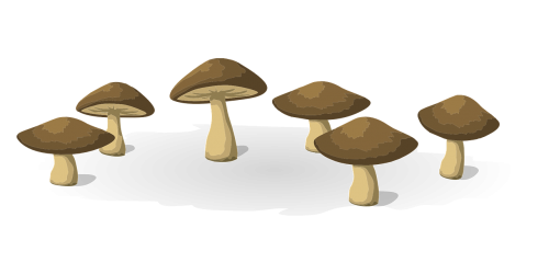 mushrooms vegetables food