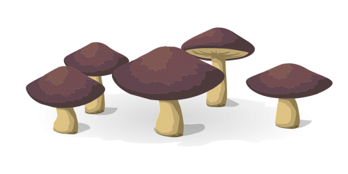 mushrooms vegetables food