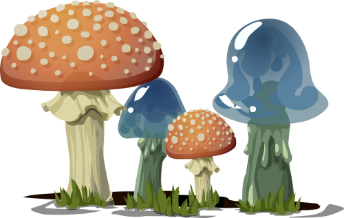mushrooms toadstools fungi