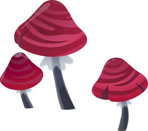 mushrooms pink plants
