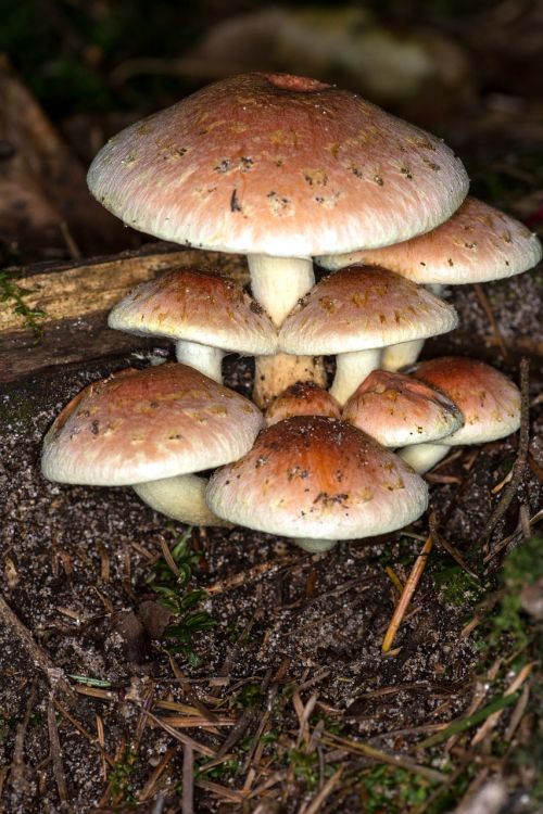 mushrooms group macro