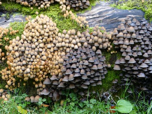 mushrooms plant tree stump