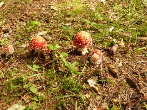 mushrooms matryoshka toxic