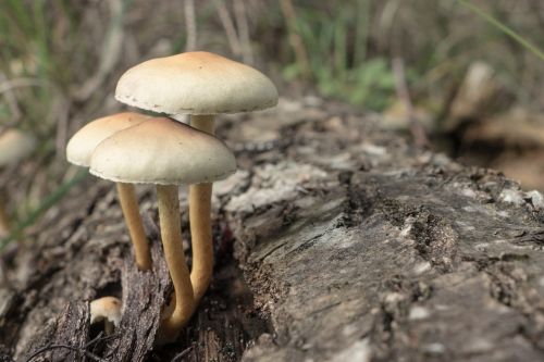 mushrooms hat autumn