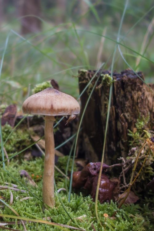 mushrooms hat autumn