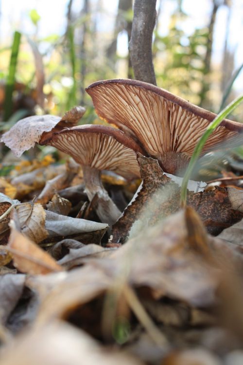 mushrooms autumn nature