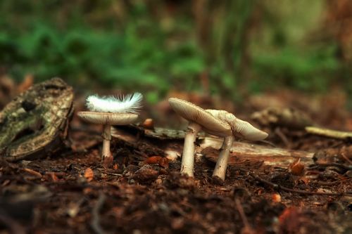 mushrooms forest feather