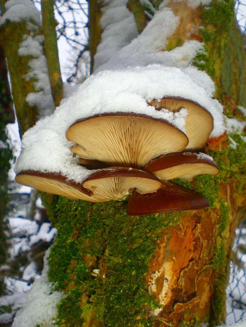 mushrooms tree fungi mushrooms on tree